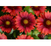 Гайлардія великоквіткова Месса Ред (Gaillardia  Messa Red)